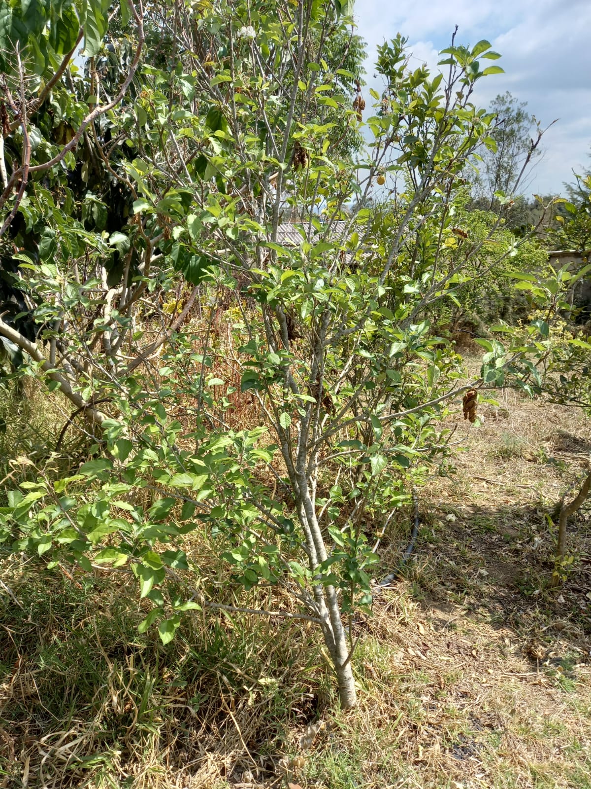 Conheça esta chácara em Munhoz/MG com 1.000 m² Cod. 1256