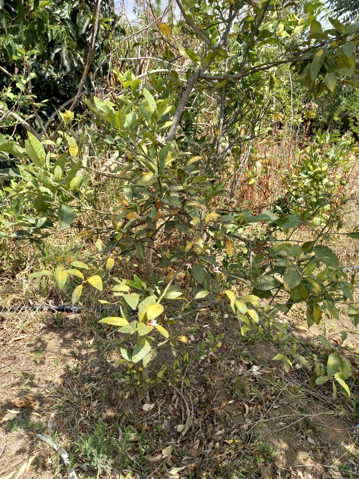 Conheça esta chácara em Munhoz/MG com 1.000 m² Cod. 1256