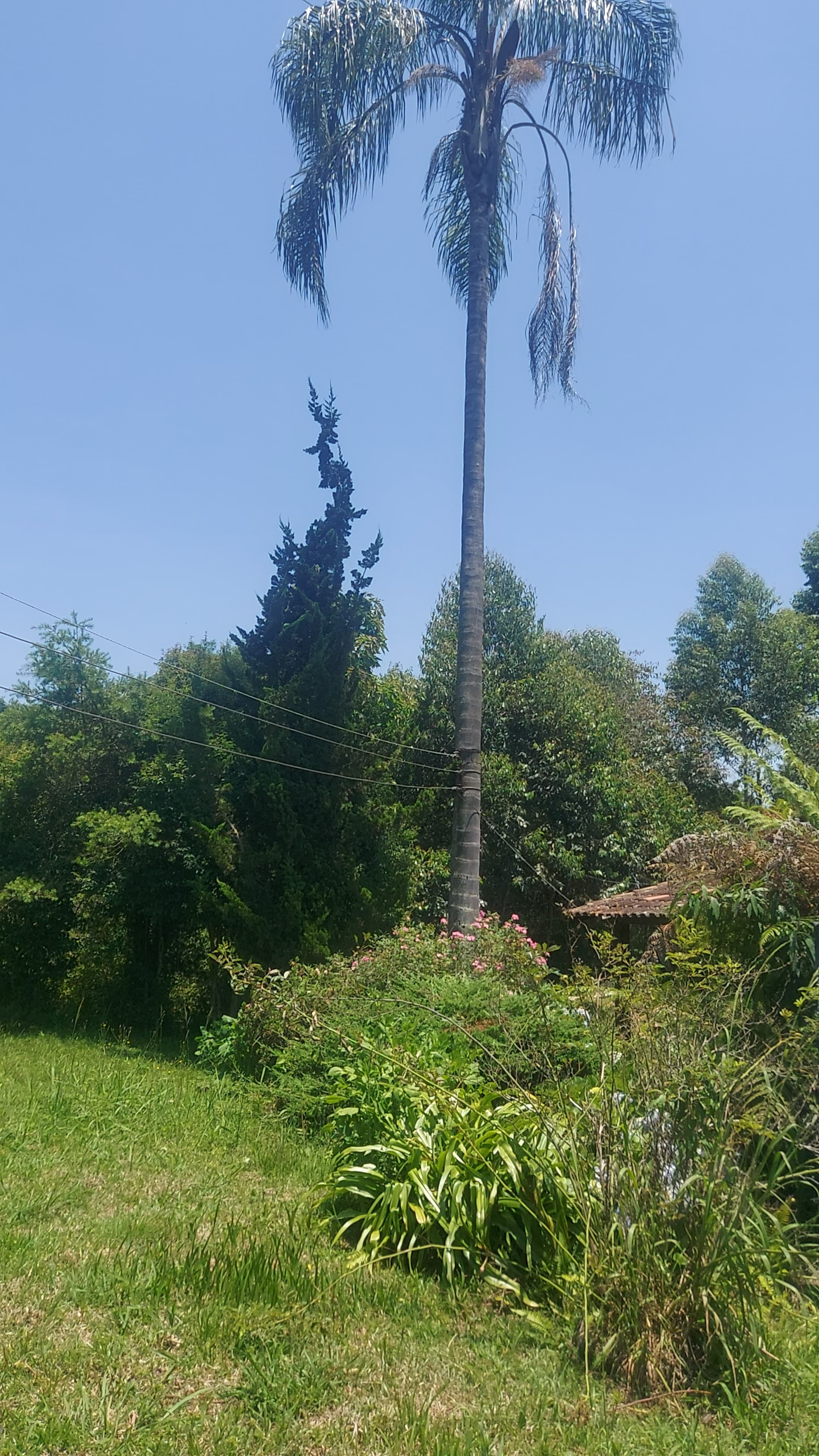 Chácara à Venda em Camanducaia MG | 3 Nascentes e Vista para as Montanhas Cod.1261