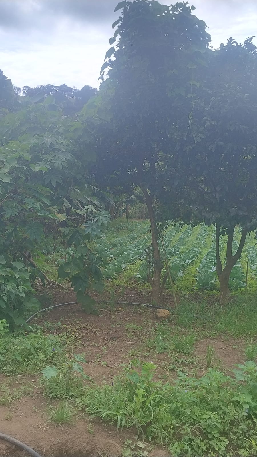 Terreno para formação de chácara em Camanducaia - MG1271
