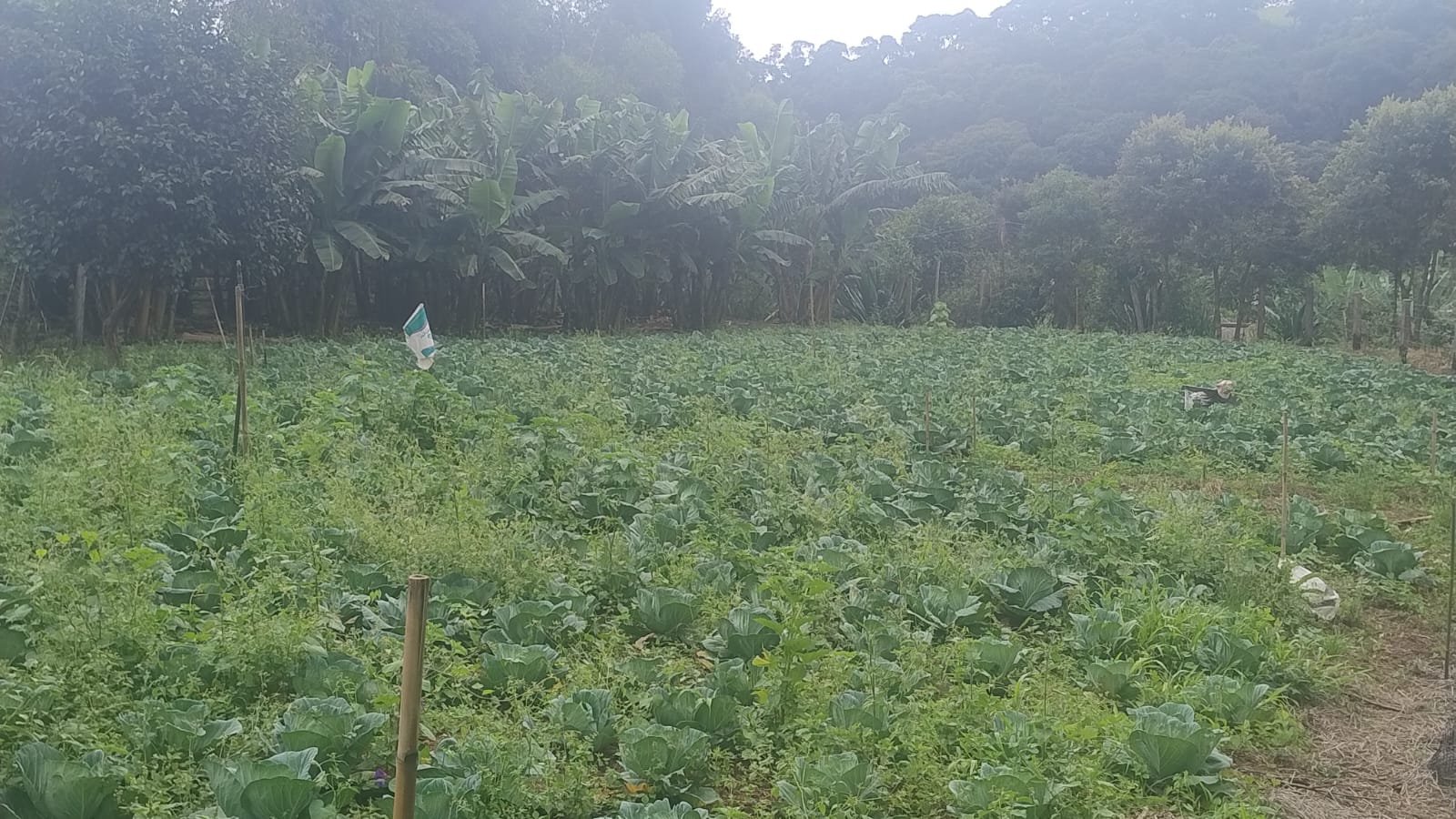 Terreno para formação de chácara em Camanducaia - MG1271