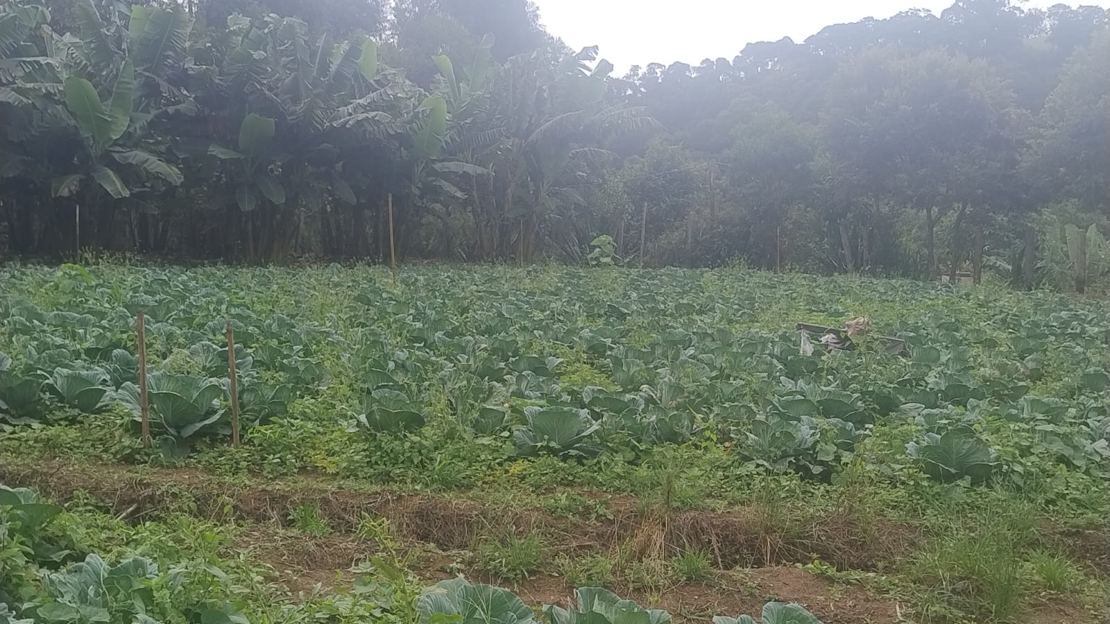 Terreno para formação de chácara em Camanducaia - MG1271