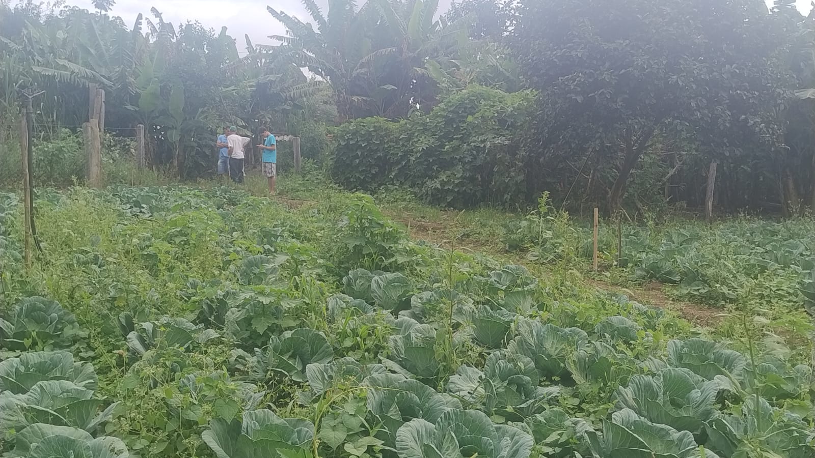 Terreno para formação de chácara em Camanducaia - MG1271