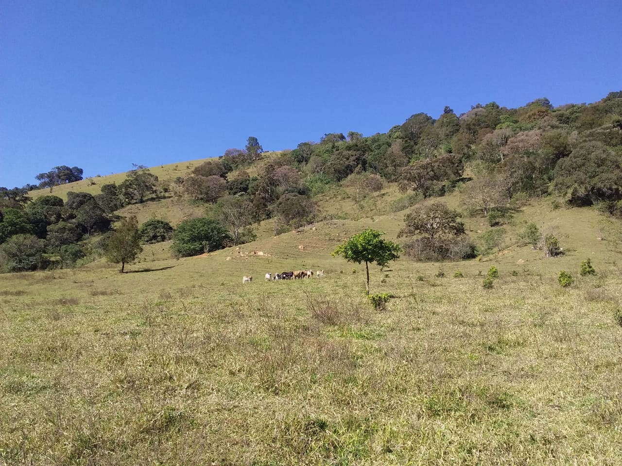 Propriedade rural com 6 alqueires, lago, água de nascente e casa completa. Agende sua visita cod. 1275