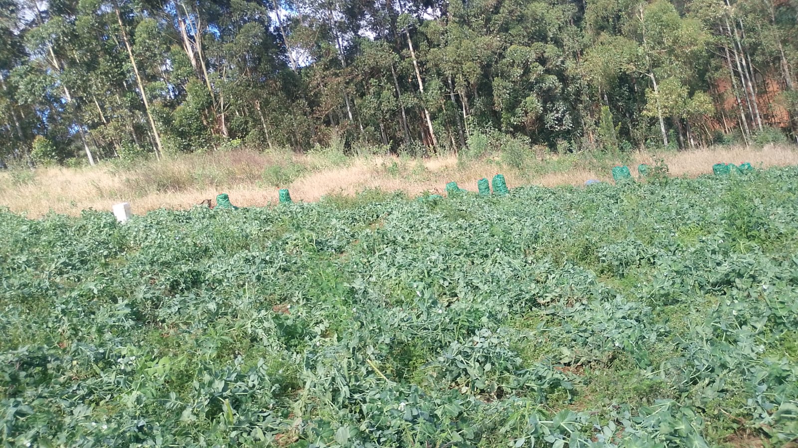 Sítio à Venda em Camanducaia MG com 2 Lagos, Nascente e 55.000 m² Cod.1277