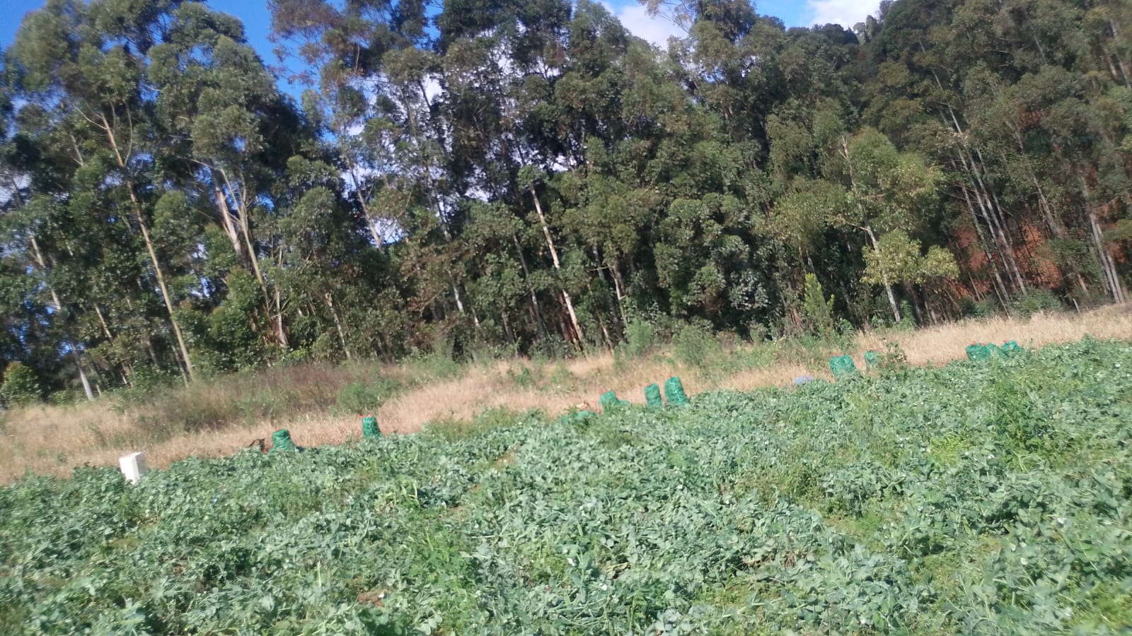 Sítio à Venda em Camanducaia MG com 2 Lagos, Nascente e 55.000 m² Cod.1277