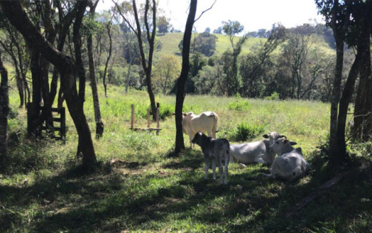 Sítio com: nascente, lago grande, córrego; 2 km do asfalto | Itapeva - MG | código 711