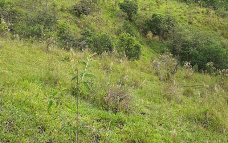 Sítio muito bem localizado, para agricultura ou pecuária. | Camanducaia - MG | código 770