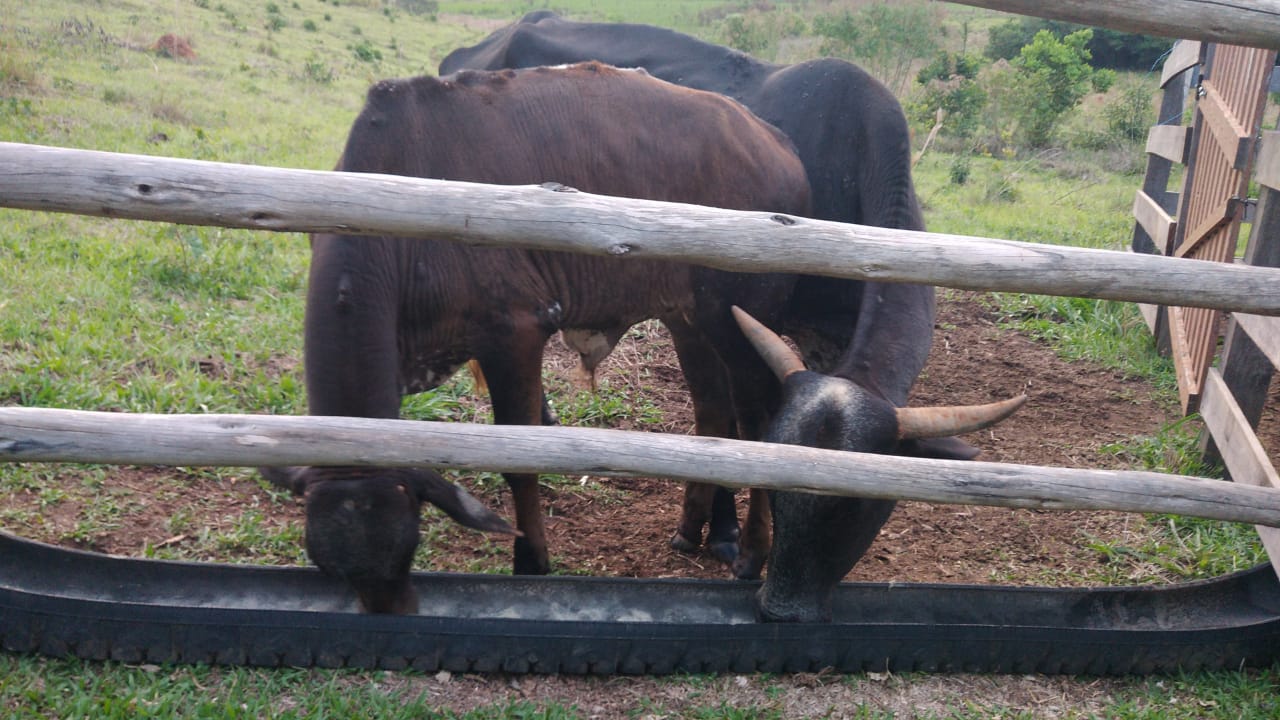 Sítio com: 3 tanques de peixe, vista panorâmica, casa sede | Munhoz - MG | código 779