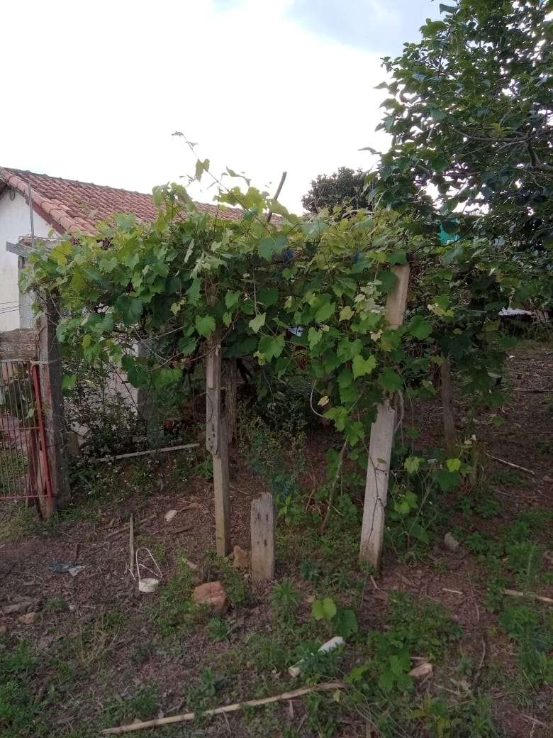 Chácara - casa  com 5 cômodos, piscina,  pomar, horta | Munhoz | código 895