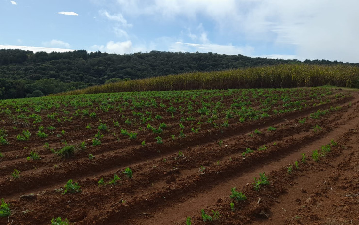 Fazenda com clima de altitude, com casa, represa grande | Itapeva - MG | código 900