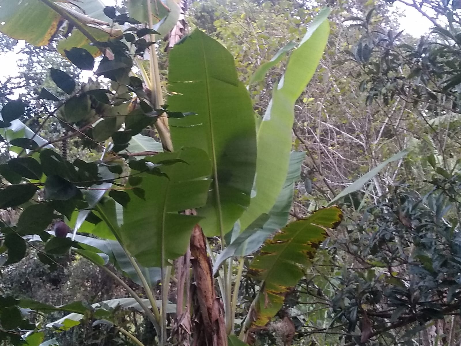 Belíssima chácara no Sul de Minas. na cidade de  Itapeva MG | código 927